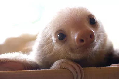 Bebe Paresseux Mignons Mais Menaces