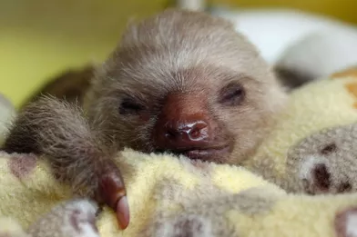 bebe paresseux mignons mais menaces