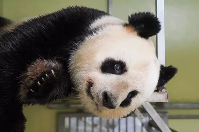 Bientot Un Bebe Panda Au Zoo De Beauval
