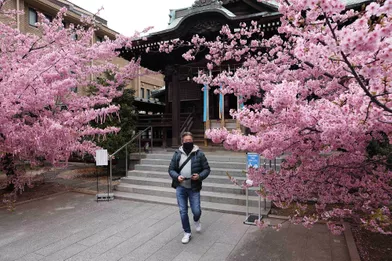 Comme Un Air De Printemps Les Cerisiers Du Japon Sont Deja En Fleurs A Tokyo