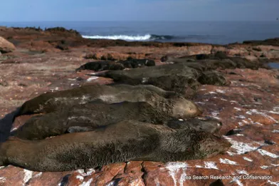 Lesotaries à fourrure d'Afrique du Sud retrouvées mortes sur les côtes ouest du pays.