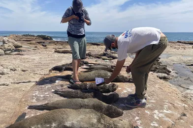 Lesotaries à fourrure d'Afrique du Sud retrouvées mortes sur les côtes ouest du pays.