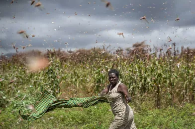 Des essaims de criquets d'une ampleur historique, totalisant plusieurs milliards d'insectes, dévastent depuis plusieurs semaines la Somalie, à la suite de variations climatiques extrêmes.