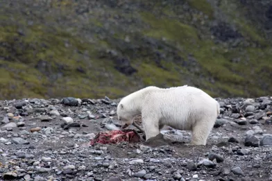 Un ours déguste une renne, le 21 août 2021 en Norvège.
