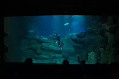Guillaume Néry a plongé avec les requins à l'Aquarium de Paris.
