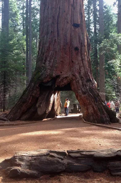  Le Pioneer Cabin Tree en 2015