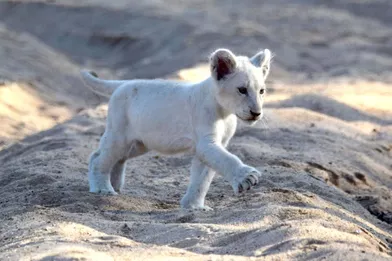 La Beaute Rare D Un Lionceau Blanc A L Etat Sauvage