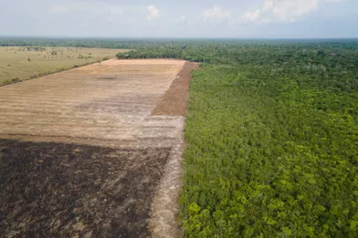 La Deforestation De L Amazonie S Accelere Au Bresil Et Marque Un Triste Record