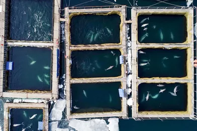 Dans lecomplexe de bassins flottants exigus dans lesquels des cétacés capturés étaient autrefois entassésprès du port de Nakhodka, en Russie, en 2019.
