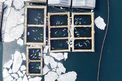 Dans lecomplexe de bassins flottants exigus dans lesquels des cétacés capturés étaient autrefois entassésprès du port de Nakhodka, en Russie, en 2019.
