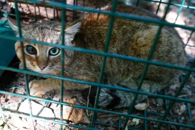 Le Mystere Du Chat Renard Qui Affole La Corse