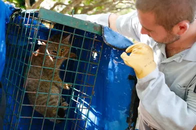 Le Mystere Du Chat Renard Qui Affole La Corse