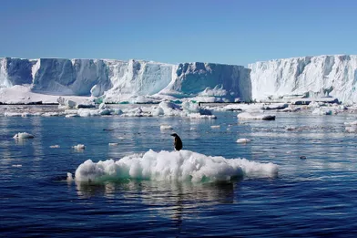https://resize-parismatch.lanmedia.fr/f/webp/r/392/img/var/news/storage/images/paris-match/actu/environnement/les-10-especes-les-plus-menacees-par-le-rechauffement-climatique-1171325/adelie-penguin1/19011113-1-fre-FR/Adelie-penguin1.jpg