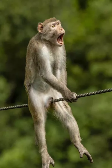 Les photos d&#39;animaux les plus drôles de 2021