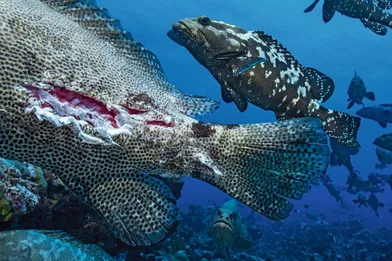 les requins passent a l attaque