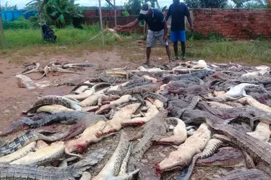 Les 292 crocodiles ont été massacrés dansune ferme d'élevage à Sorong, en Papouasie indonésienne.
