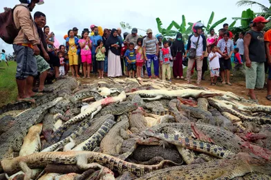 Les292crocodiles ont été massacrés dansune ferme d'élevage à Sorong, en Papouasie indonésienne.