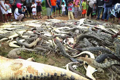 Les292crocodiles ont été massacrés dansune ferme d'élevage à Sorong, en Papouasie indonésienne.