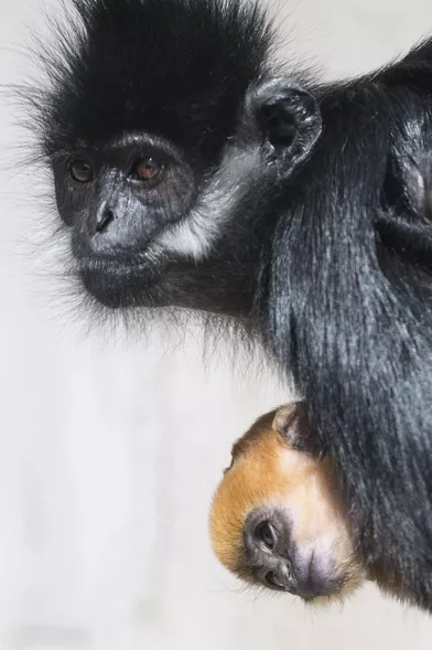 Naissance Rarissime D Un Bebe Langur De Francois A Besancon