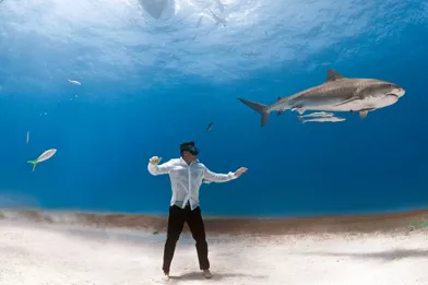 Séance photo avec les requins tigres, àGrand Bahamas.