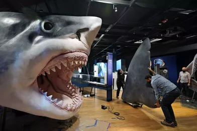 Pendant l’installation du modèle de mégalodon imprimé en 3D, au Muséum américain d'histoire naturelle de New York.