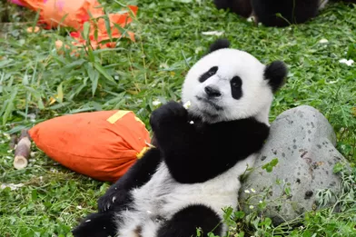 Le Joyeux Anniversaire Des Pandas En Chine