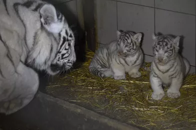 Trois Tigres Blancs Naissent Au Zoo D Amneville