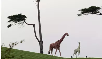 Connu pour ses extravagances de nouveaux riches, Kim Dotcom avait deux magnifiques statues de girafes dans son jardin.