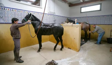 Un lad lave au jet d'eau un étalon. L'hygiène des chevaux comme leur alimentation sont essentielles pour faire face au stress des corridas.