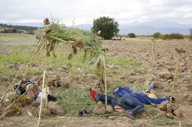 Dans un champ grec, une famille syrienne s'est bâti un abri avec des tournesols qu'elle a arrachés.