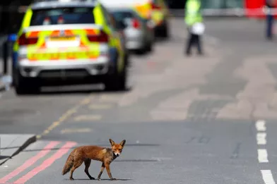 Un renard s'invite près du London Bridge.