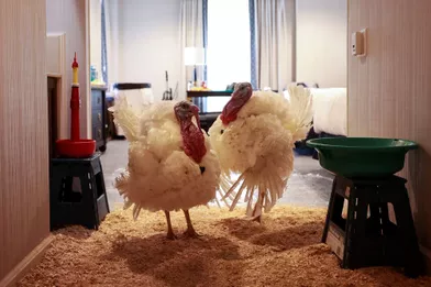 Voici Les Deux Dernieres Dindes Graciees Par Donald Trump