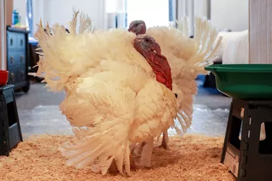 Voici Les Deux Dernieres Dindes Graciees Par Donald Trump