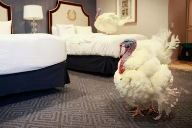 Voici Les Deux Dernieres Dindes Graciees Par Donald Trump