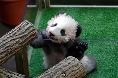 Yuan Meng, premier bébé panda né en France. Il fête aujourd'hui ses 4 mois.