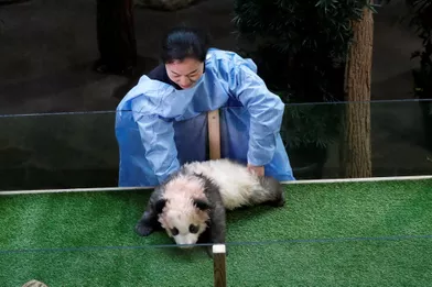 Yuan Meng, premier bébé panda né en France. Il fête aujourd'hui ses 4 mois.