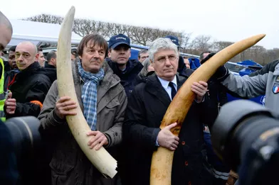 Philippe Martin, ministre de l'Ecologie de François Hollande, et Nicolas Hulot sensibilisent contrele braconnage des éléphants d'Afrique, au pied de la Tour Eiffel, en février 2014.
