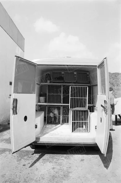 La camionnette qui recueille les chiens errants, avec des cages à l'intérieur.