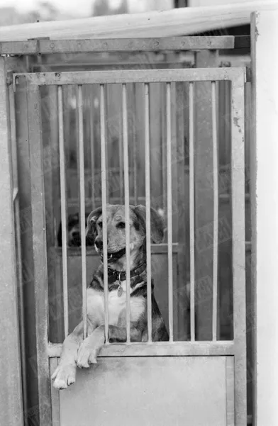 Un chien à adopter, au refuge SPA Grammont de Gennevilliers.