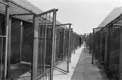 Les cages du refuge SPA Grammont de Gennevilliers, en 1980.