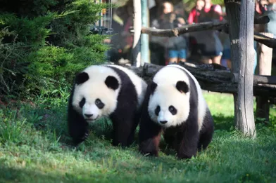 Gateau Et Bambou Pour Les 2 Ans De Yuan Meng Le Bebe Panda De Beauval