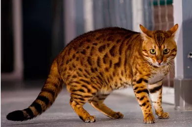 Les 50 Plus Beaux Chats Du Monde En Photos