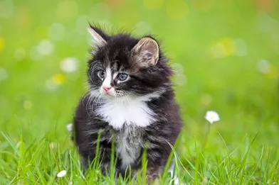 Les 50 Plus Beaux Chats Du Monde En Photos