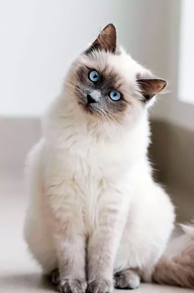 Les 50 Plus Beaux Chats Du Monde En Photos