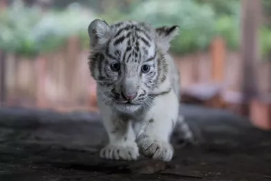 Les Adorables Premiers Pas De Trois Bebes Tigres Blancs