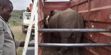 2014, année la plus meurtrière pour les rhinocéros