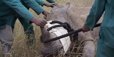 2014, année la plus meurtrière pour les rhinocéros