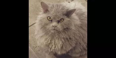 Albert Le Chat Perpetuellement En Colere