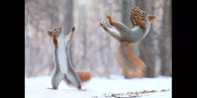 Bataille au sommet entre deux écureuils