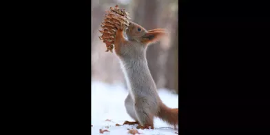 Bataille au sommet entre deux écureuils